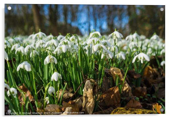 Woodland in Spring, carpeted with white snowdrop f Acrylic by Michael Shannon