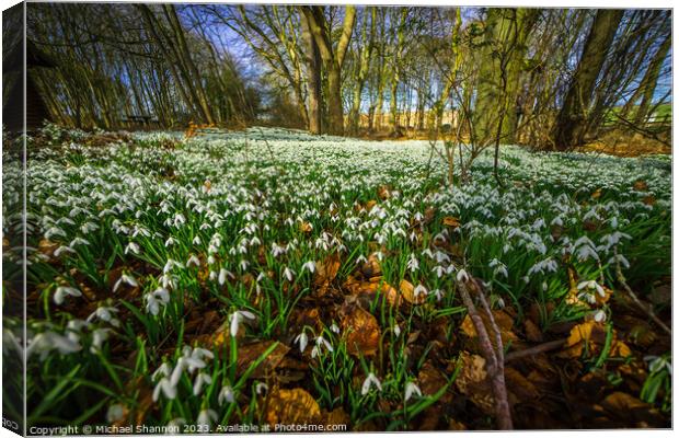 Woodland in Spring, carpeted with white snowdrop f Canvas Print by Michael Shannon