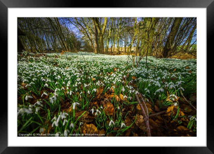 Woodland in Spring, carpeted with white snowdrop f Framed Mounted Print by Michael Shannon