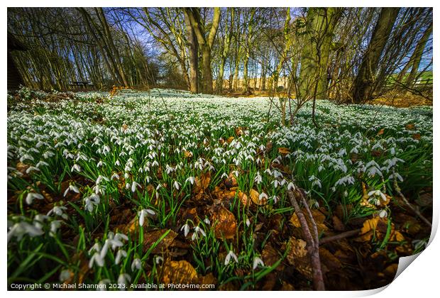 Woodland in Spring, carpeted with white snowdrop f Print by Michael Shannon