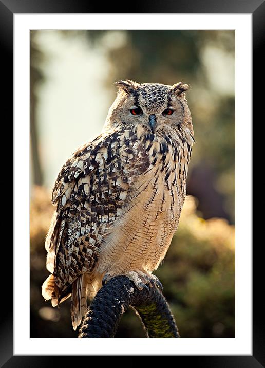Eagle Owl Framed Mounted Print by Chris Owen
