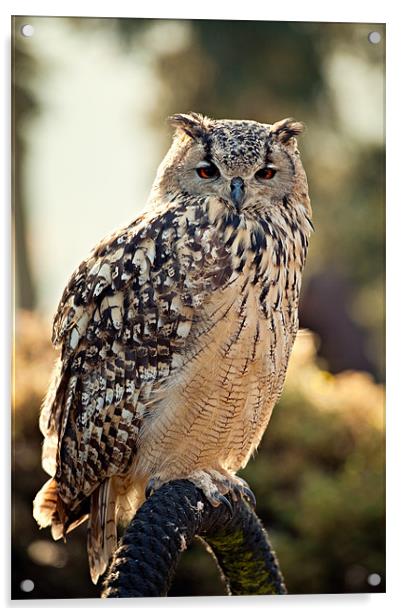 Eagle Owl Acrylic by Chris Owen