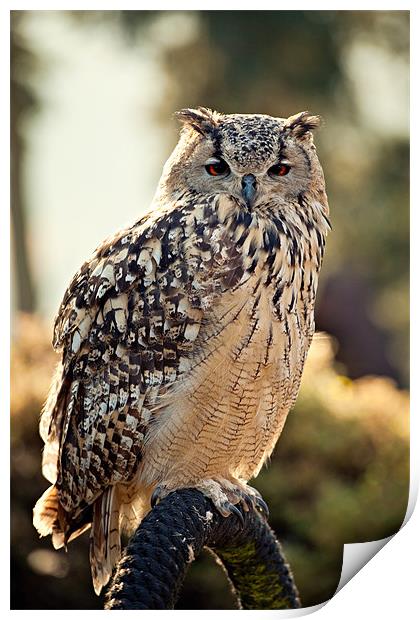 Eagle Owl Print by Chris Owen
