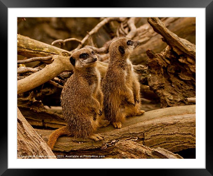 Meerkats Framed Mounted Print by Dawn O'Connor