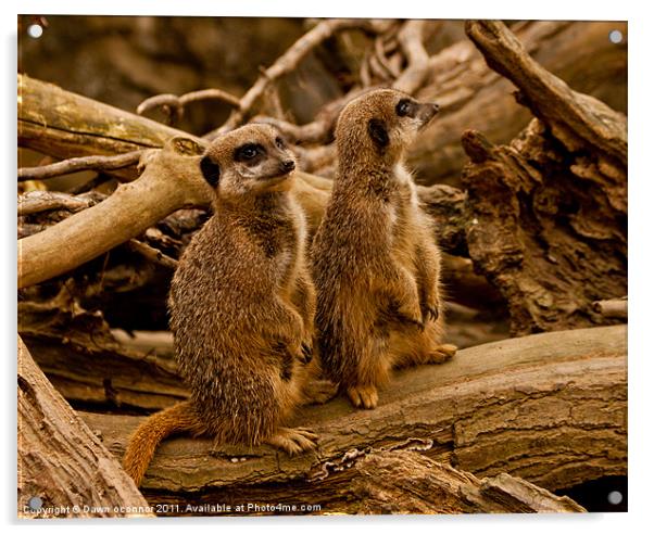 Meerkats Acrylic by Dawn O'Connor