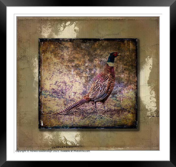 Pheasant Framed Mounted Print by Horace Goodenough