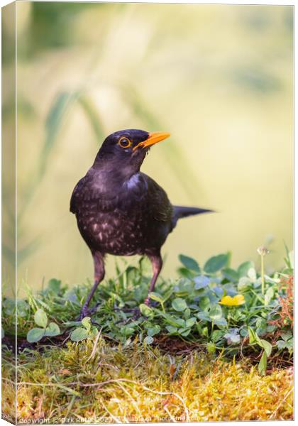 Common blackbird (Turdus merula) Canvas Print by Dirk Rüter