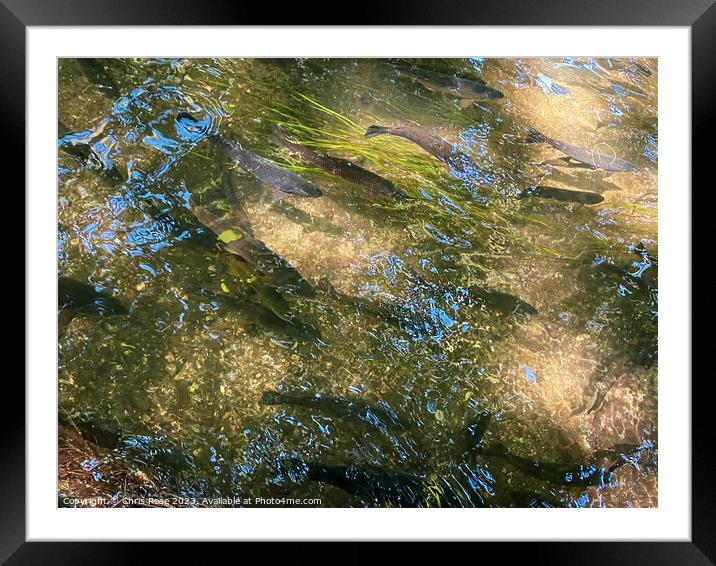 River Test near Mottisfont Framed Mounted Print by Chris Rose