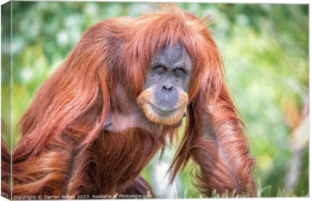 Majestic Sumatran Orangutan Canvas Print by Darren Wilkes
