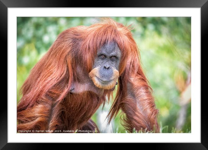 Majestic Sumatran Orangutan Framed Mounted Print by Darren Wilkes