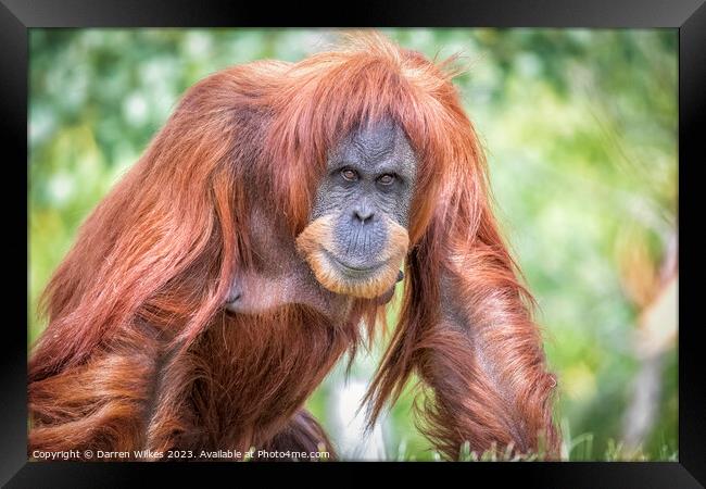 Majestic Sumatran Orangutan Framed Print by Darren Wilkes