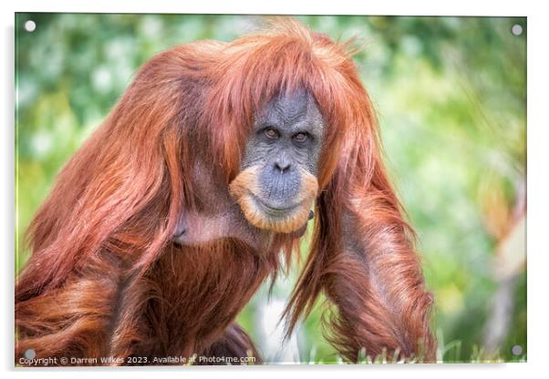 Majestic Sumatran Orangutan Acrylic by Darren Wilkes