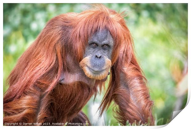 Majestic Sumatran Orangutan Print by Darren Wilkes