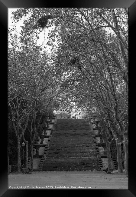 Tree lined steps Framed Print by Chris Haynes