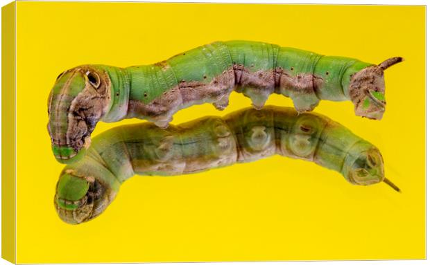 Caterpillar on a Mirror Isolated on Yellow Canvas Print by Antonio Ribeiro