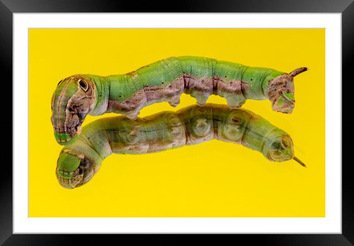 Caterpillar on a Mirror Isolated on Yellow Framed Mounted Print by Antonio Ribeiro