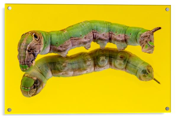 Caterpillar on a Mirror Isolated on Yellow Acrylic by Antonio Ribeiro