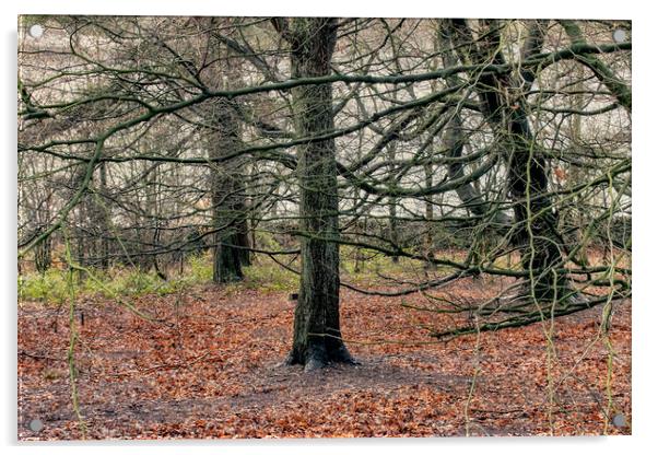 Winter Woodland 2022 HDR Acrylic by Glen Allen