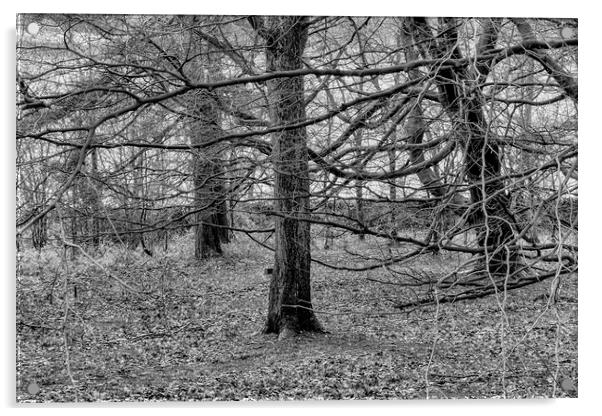 Winter Woodland - Mono Acrylic by Glen Allen