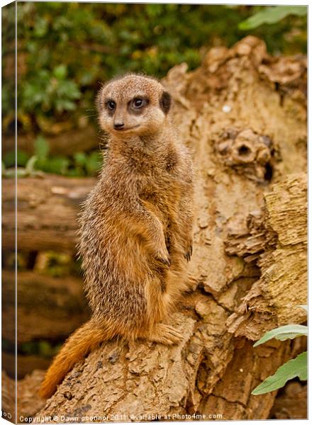 Meerkat Standing Canvas Print by Dawn O'Connor