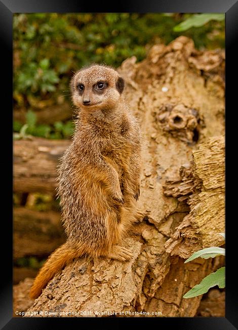 Meerkat Standing Framed Print by Dawn O'Connor