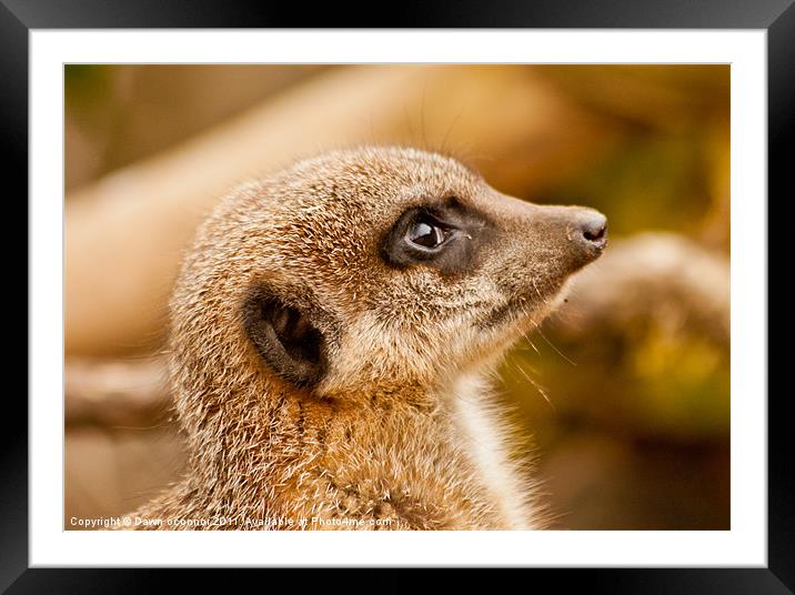 Meerkat Portrait Framed Mounted Print by Dawn O'Connor