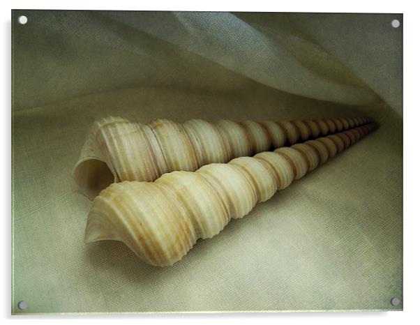 seashell study 4 Acrylic by Heather Newton