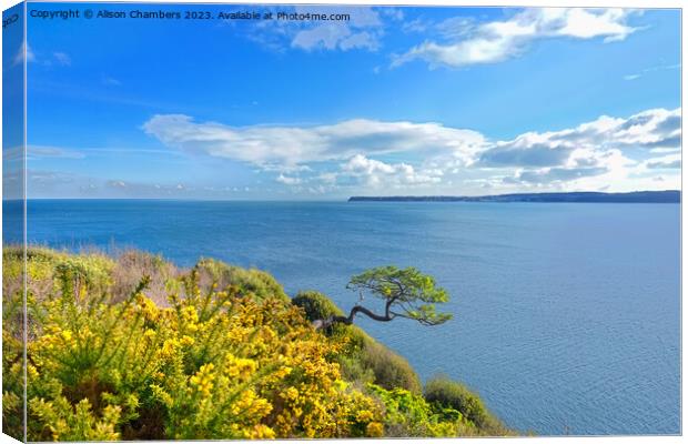Torquay   Canvas Print by Alison Chambers