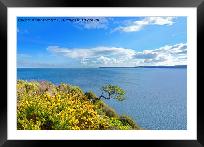 Torquay   Framed Mounted Print by Alison Chambers