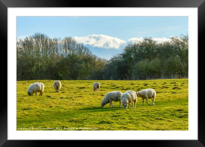 In the Meadow. Framed Mounted Print by Anthony Moore