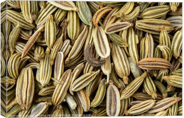 Dried fennel seeds aromatic spice, food background Canvas Print by Lubos Chlubny