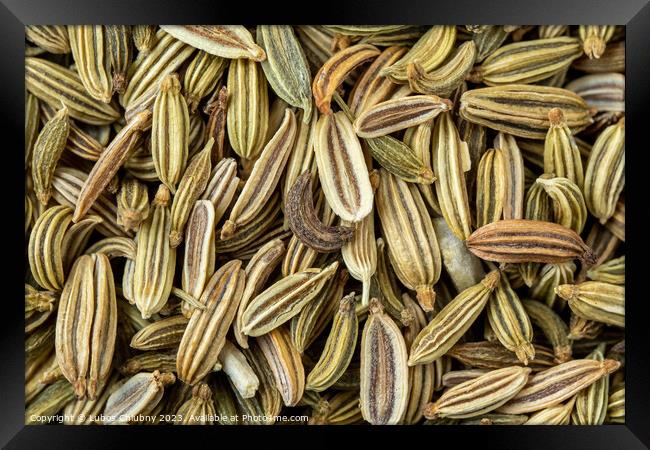 Dried fennel seeds aromatic spice, food background Framed Print by Lubos Chlubny