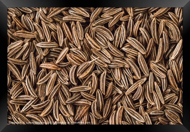Cumin seed aromatic spice, food background Framed Print by Lubos Chlubny