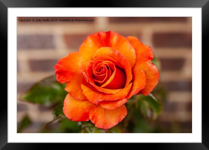 Rose against wall Framed Mounted Print by Sally Wallis