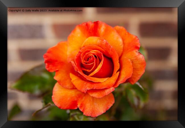 Rose against wall Framed Print by Sally Wallis