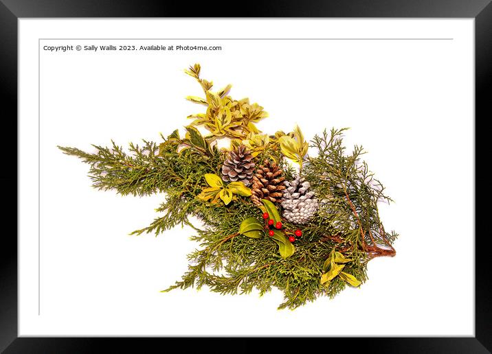 Decoration with berries and pine-cones Framed Mounted Print by Sally Wallis