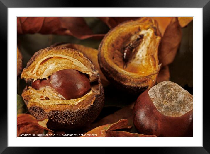 CHESTNUT CONKERS ON THE GROUND Framed Mounted Print by Philip Gough