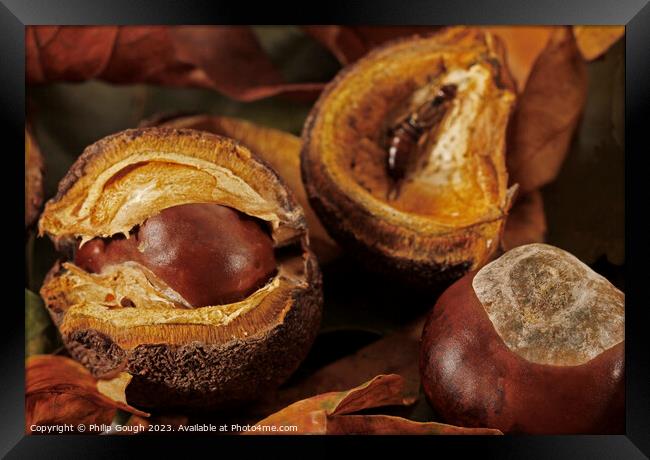 CHESTNUT CONKERS ON THE GROUND Framed Print by Philip Gough