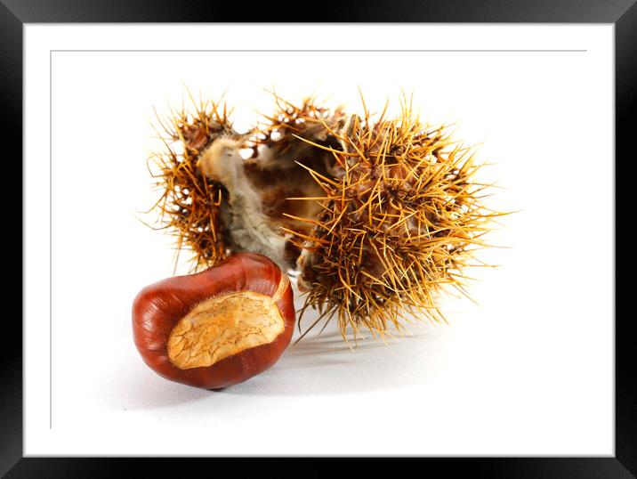 A Conker from the Chestnut tree Framed Mounted Print by Philip Gough