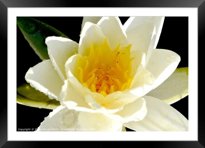Lilly flower Framed Mounted Print by Philip Gough