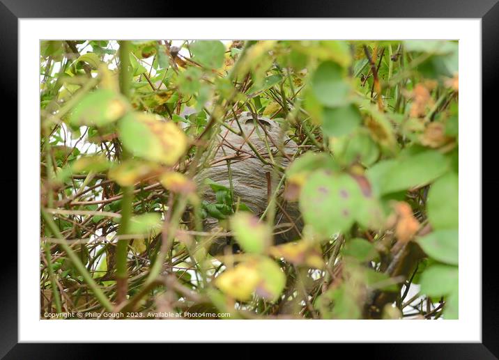 A Wasps nest hiding in the bush Framed Mounted Print by Philip Gough