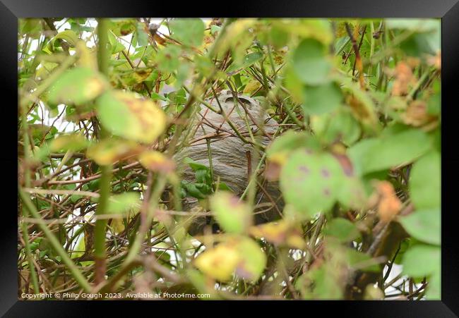 A Wasps nest hiding in the bush Framed Print by Philip Gough