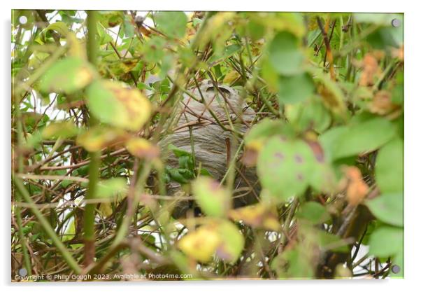 A Wasps nest hiding in the bush Acrylic by Philip Gough