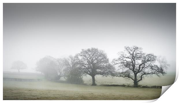 Misty Trees Print by Mark Jones