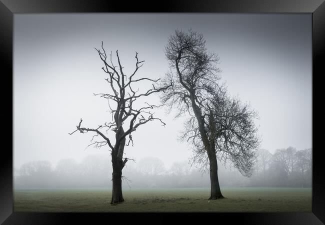 Two Trees in the Mist Framed Print by Mark Jones
