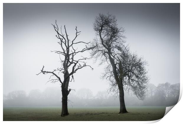 Two Trees in the Mist Print by Mark Jones