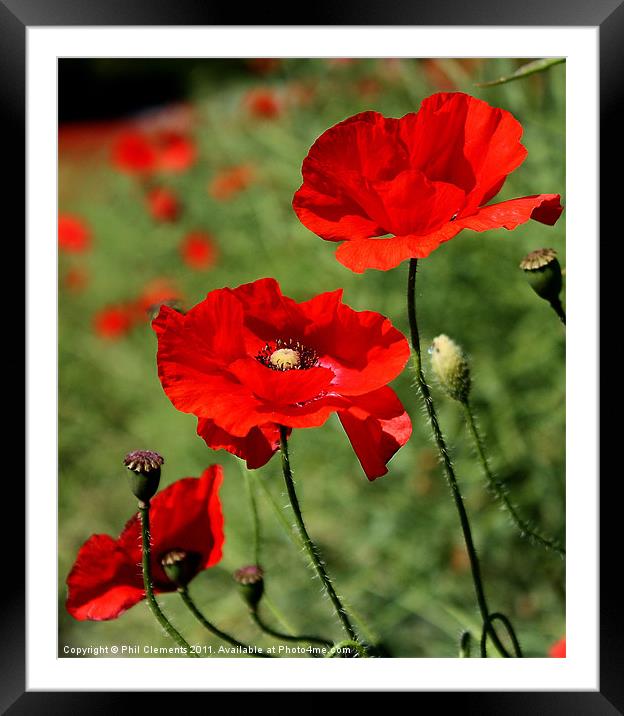 Poppies Framed Mounted Print by Phil Clements