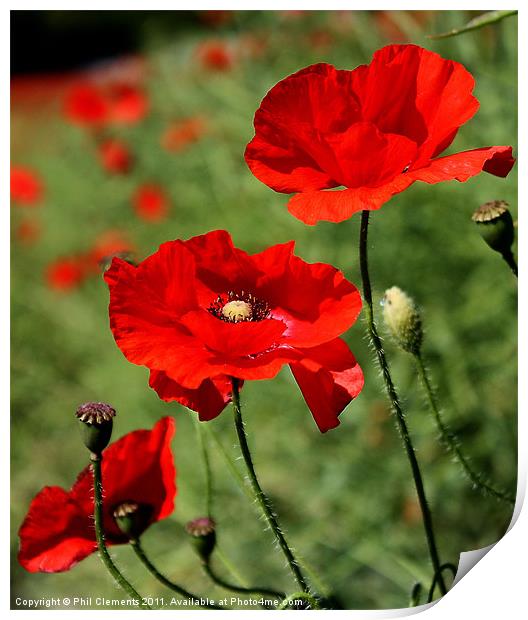 Poppies Print by Phil Clements