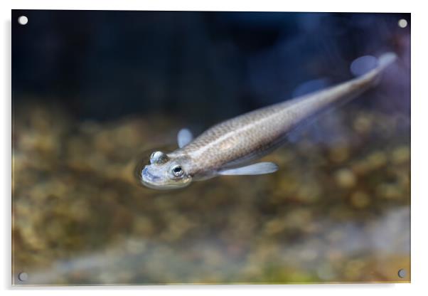 Largescale Four-eyes Fish Acrylic by Artur Bogacki