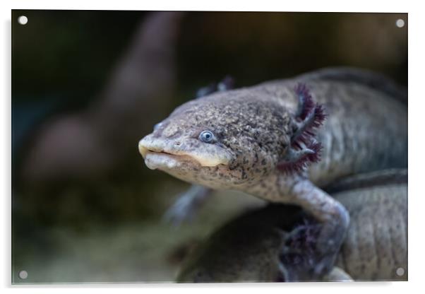 Axolotl Salamander Ambystoma Mexicanum Acrylic by Artur Bogacki